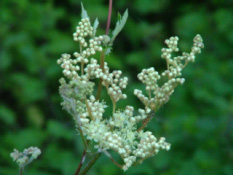 Filipendula ulmariaMoerasspirea bestellen